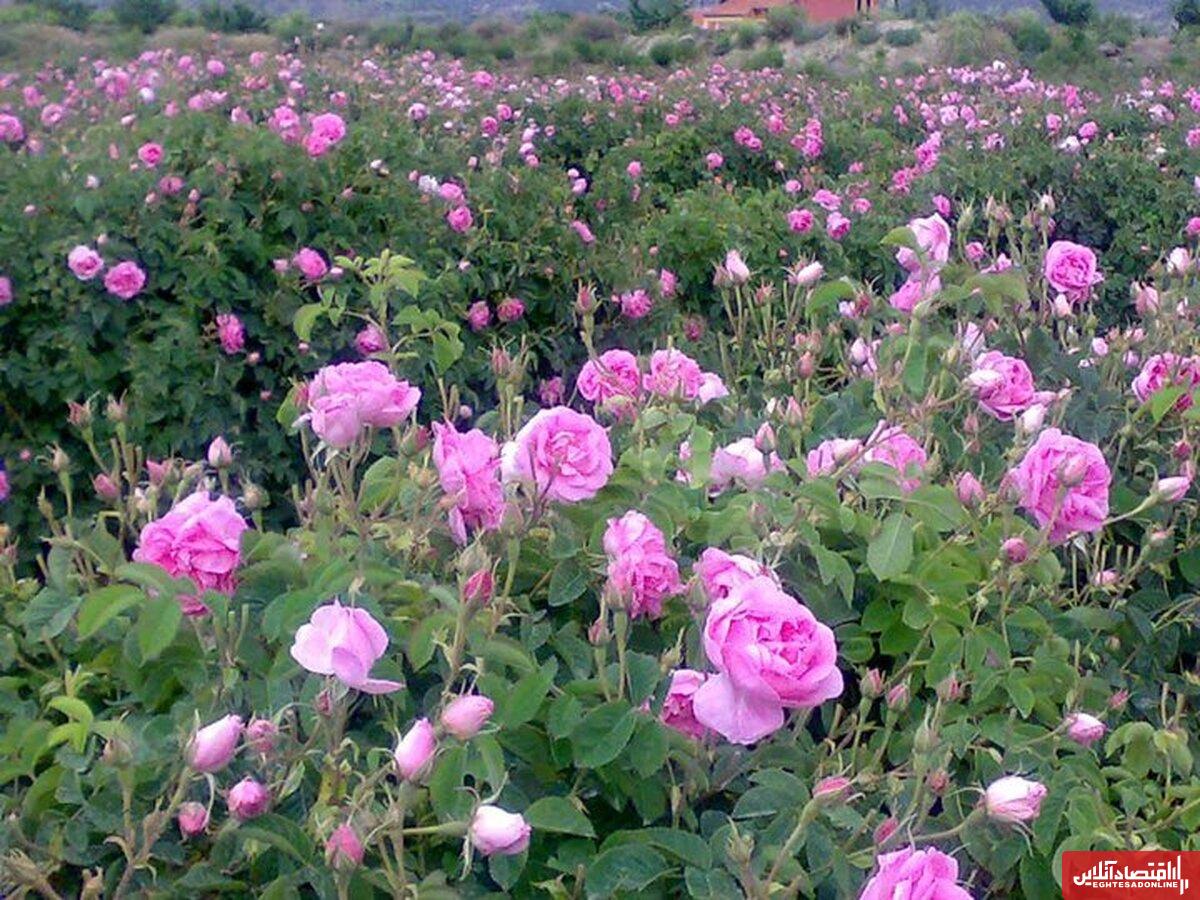 پیش بینی برداشت ۱۰ هزار تن گل محمدی در کاشان