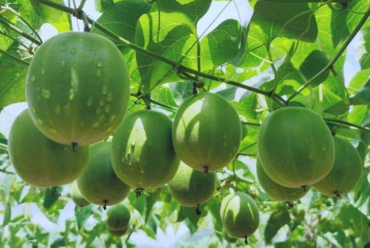 مانک؛ میوه‌ای شگفت‌انگیز که ۳۰۰ برابر از قند شیرین‌تر است!