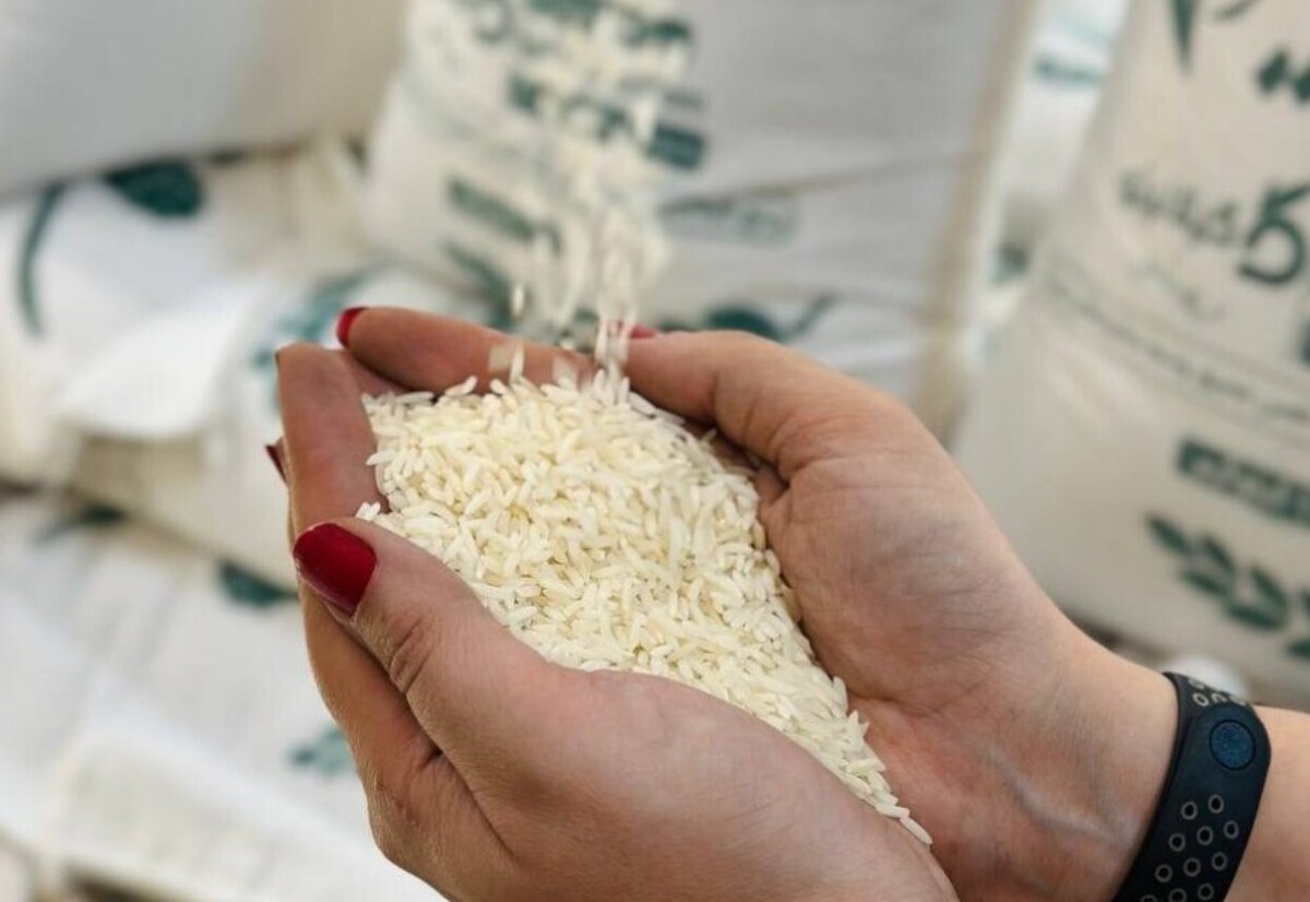 قیمت برنج ایرانی اردیبهشت ۱۴۰۴ / برنج هاشمی، نیم‌دانه، عنبربو و دودی کیلویی چند؟+ جدول