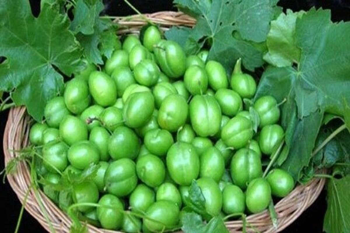 قیمت رسمی گوجه سبز اعلام شد