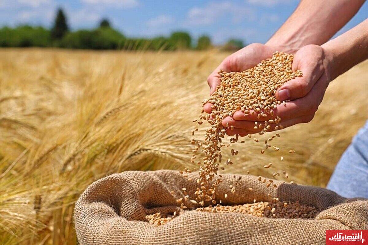 آغاز فصل خرید گندم از کشاورزان اصفهان/ ۱۴ هزار تن محصول خریداری شد