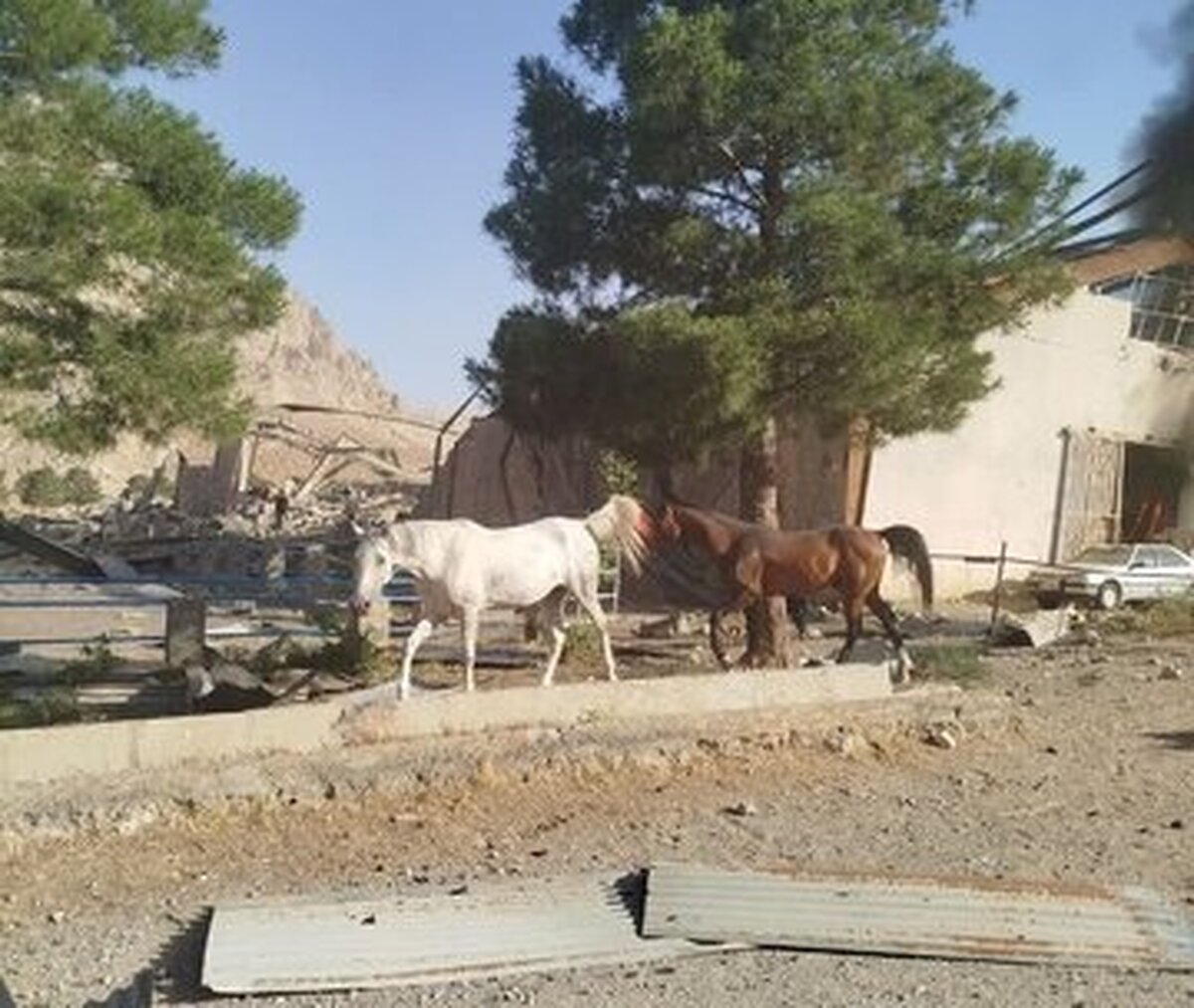 ادامه حملات کور اسرائیل: حمله به ۲ اسطبل پرورش اسب!