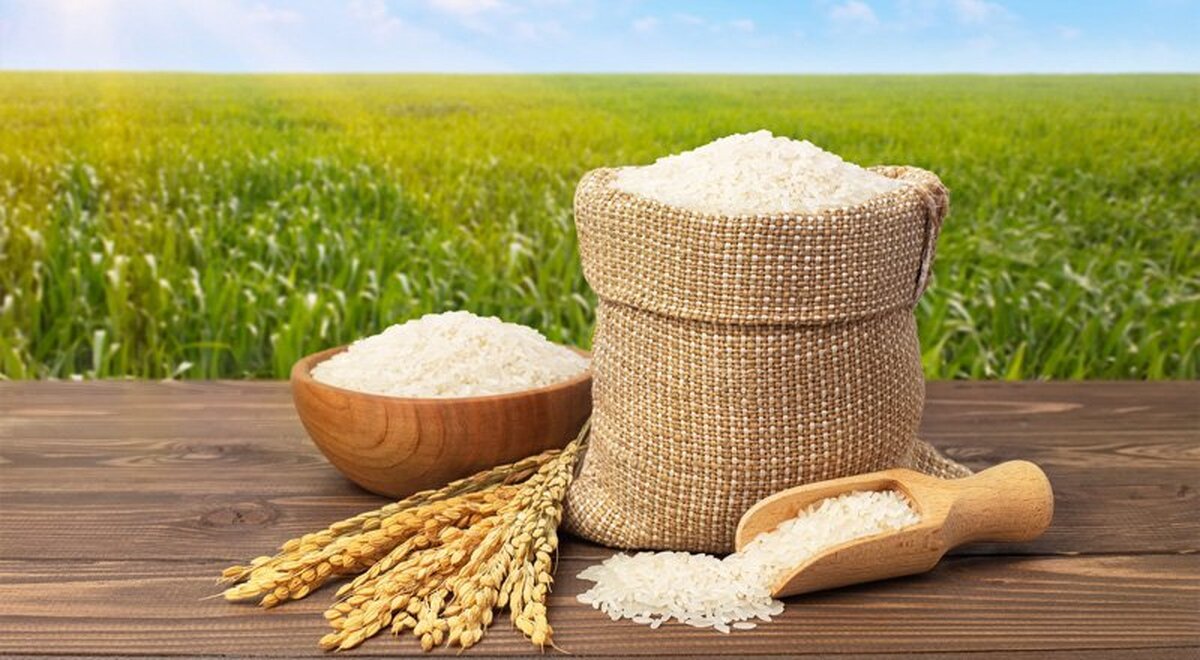 قیمت برنج ایرانی امروز ۱۵ مرداد ۱۴۰۴ / برنج هاشمی درجه یک کیلویی چند؟ + جدول