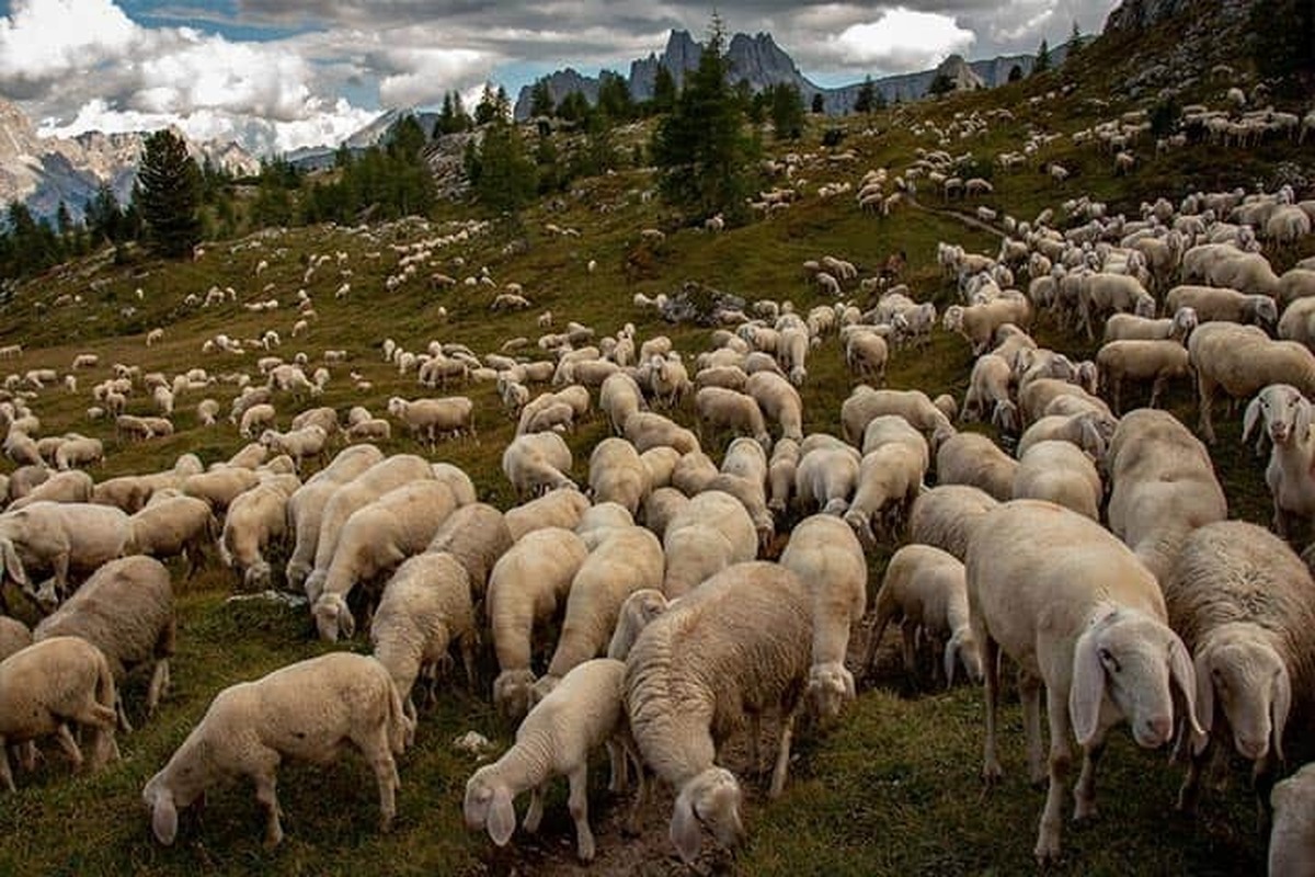 قیمت دام زنده در روزهای پایانی ماه صفر کیلویی چند؟